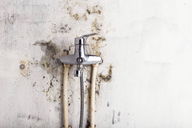 Best Toxic Mold Removal  in Lathrup Village, MI