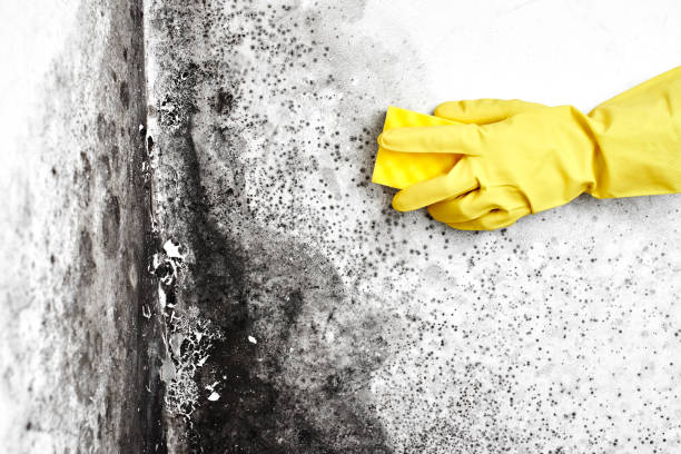 Best Attic Mold Removal  in Lathrup Village, MI