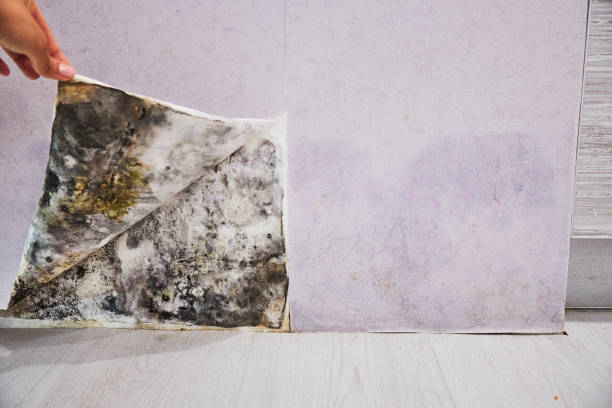 Best Attic Mold Removal  in Lathrup Village, MI